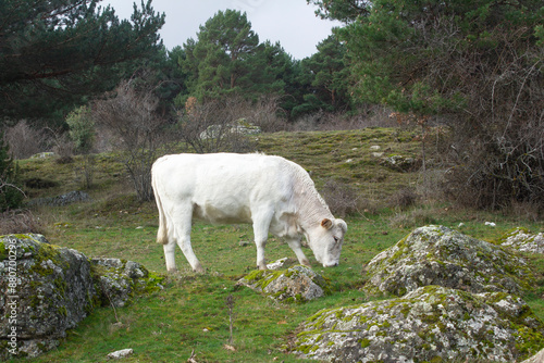 Wallpaper Mural White cow grazing in a green pasture. Torontodigital.ca