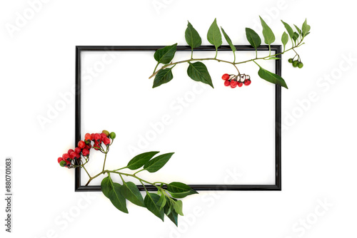 Deadly nightshade atropa belladonna plant background frame on white. Toxic red berries, used in alternative herbal medicine under professional care.  photo