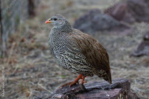 Side view of one natal spurfowl standing on a rock © Louis