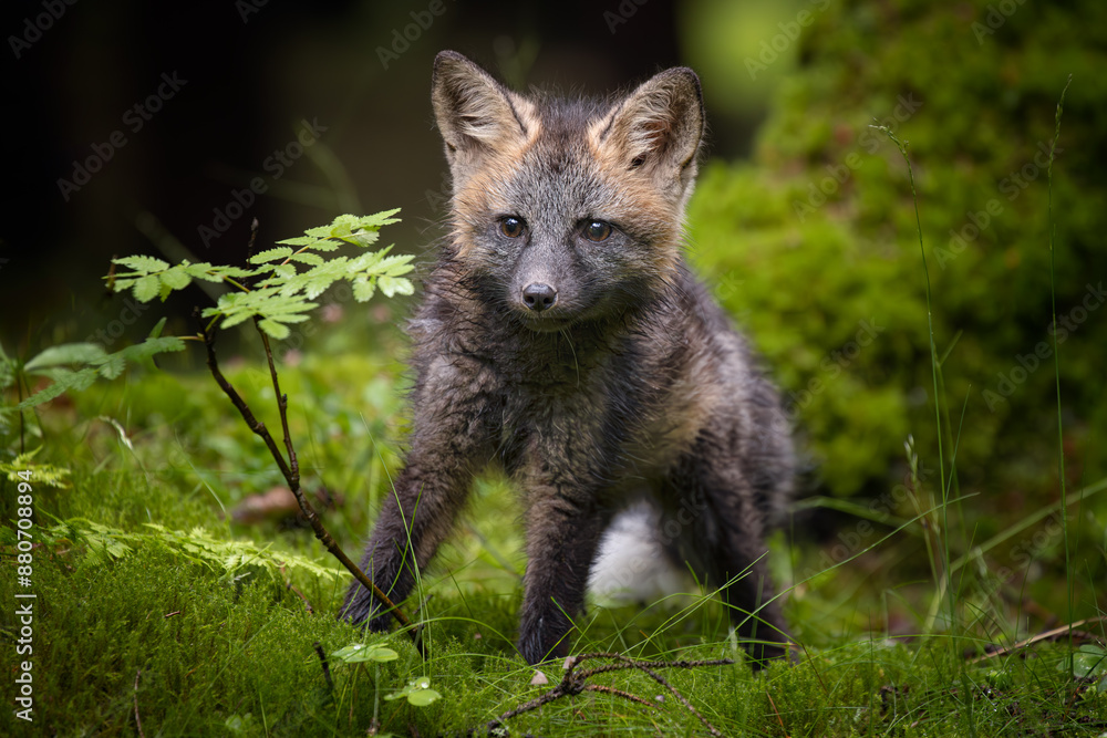 A young fox with grey fur plays in a green forest, blending into the lush surroundings. It pauses, alert and curious, capturing the essence of youthful energy and natural beauty.