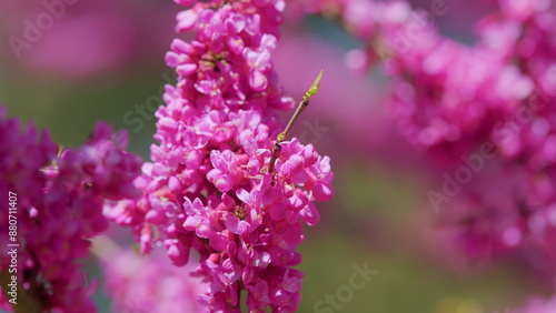 Blossoming Of Purple Cercis Siliquastrum In Park Of Europe In The Spring. Close up.