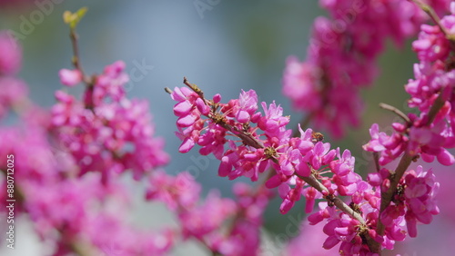 Insect Fly Collecting Pollen On Cercis Siliquastrum. Cercis Siliquastrum Blossom. Close up. photo