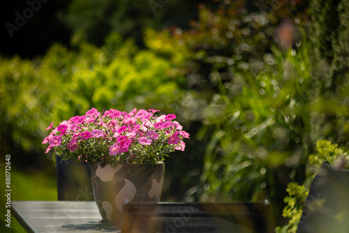 Wallpaper Mural Petunia zwisająca, supertunia vista, kolorowe kwiaty, letni ogród, wzrost roślin, botanika, odmiana, Różowy kolor kwiatów, zielone tło, tapeta Torontodigital.ca