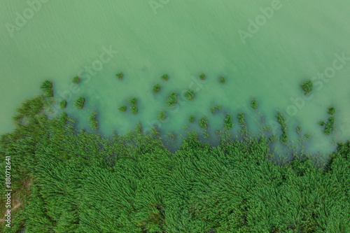 Reeds formation at lake Balaton from birds eye view. photo