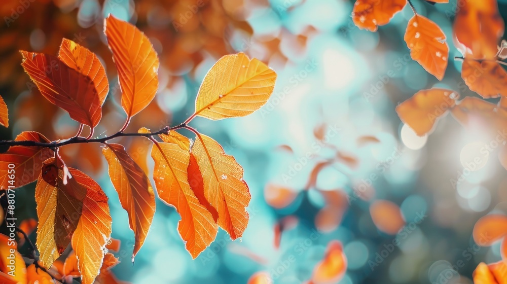 Selective focus photo of autumn leaves with blurred bokeh background Selective focus photo of autumn leaves with blurred bokeh background