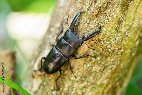 A Japanese great stag beetle that hides in tree holes during the day and emerges at night.