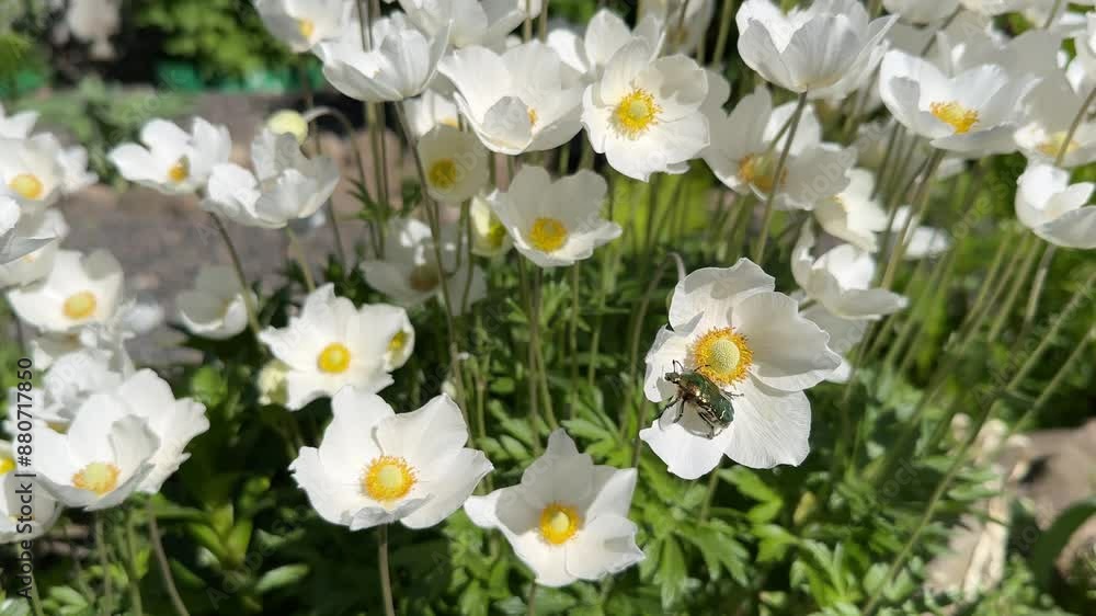 Snowdrop anemone or Anemone sylvestris white flowers with European Rose Chafer or Cetonia auratain green beetle
