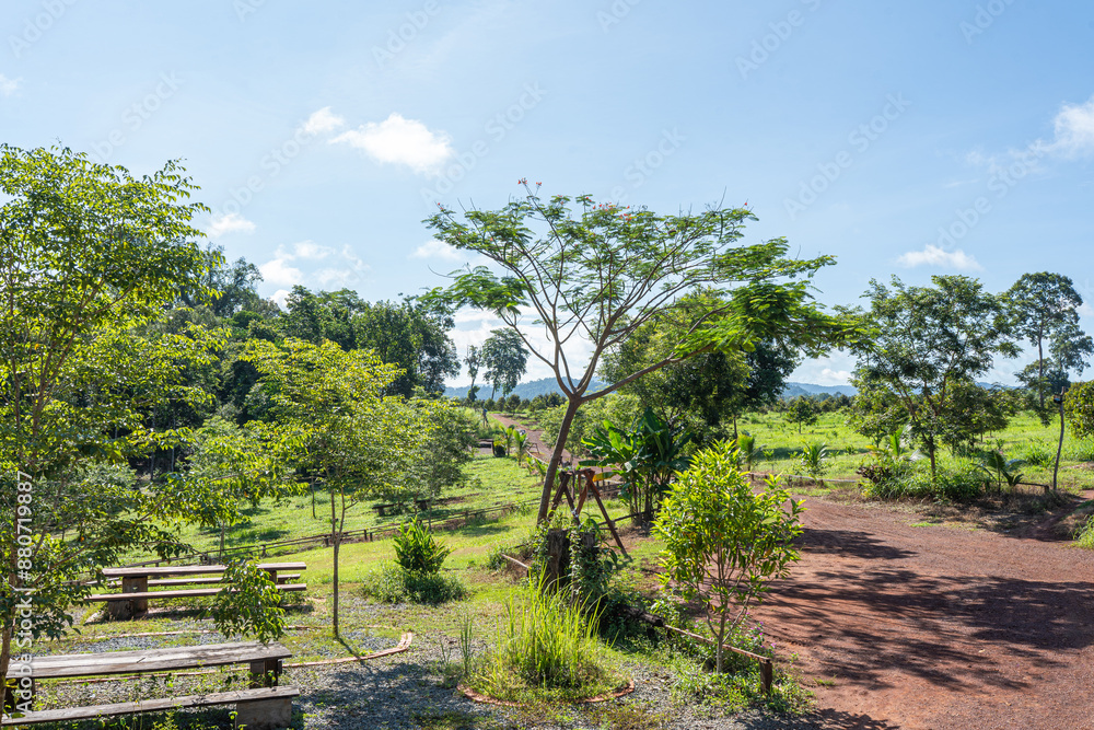 Scenic vineyard with rows of vines under a summer sky, surrounded by trees, green fields, and distant mountains