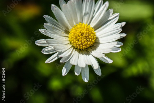 white daisy flower on the meadow close-up of green leaves developed