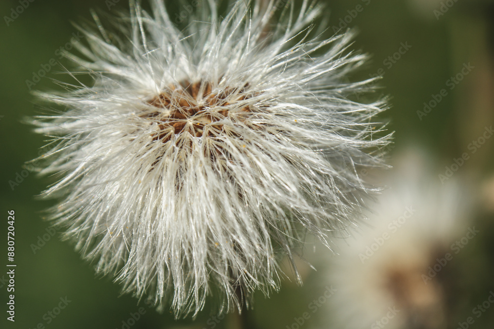 hieracium flower on the meadow close-up of green leaves developed seeds hieracium flower on the meadow close-up of green leaves developed seeds