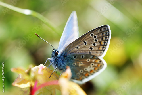 Wallpaper Mural scarce large blue butterfly insect colorful wings Torontodigital.ca