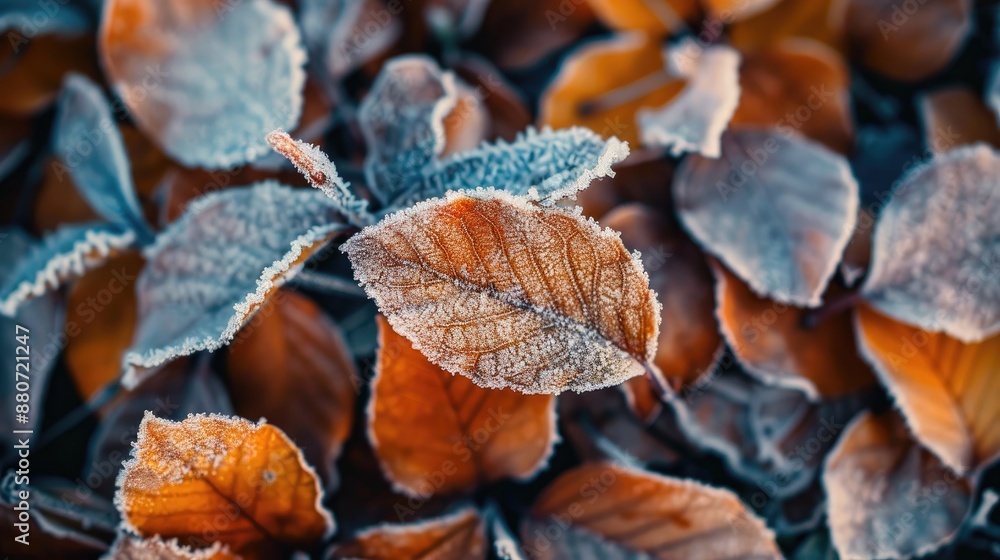 Winter morning leaves covered in frost Winter morning leaves covered in frost