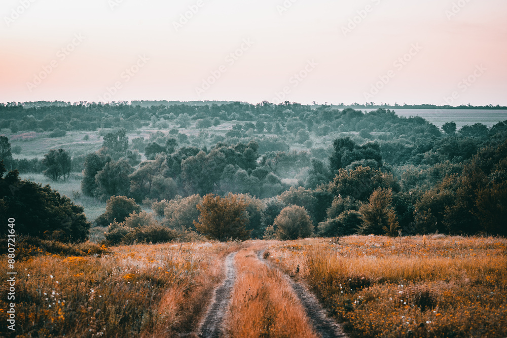 Naklejka premium dirt road in a field with yellow grass leading to a foggy morning forest with densely growing trees