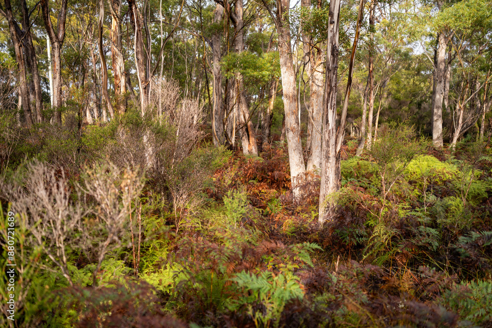 beautiful gum Trees and shrubs in the Australian bush forest. Gumtrees and native plants growing in Australia in spring beautiful gum Trees and shrubs in the Australian bush forest. Gumtrees and native plants growing in Australia in spring