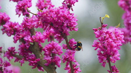 Bombus Pascuorum Harvesting Pollen From Pink Judas-Tree. European Cercis Or European Scarlet. Slow motion. photo