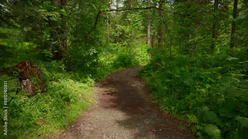 Couple Hiking Through Lush Forest Trail Couple Hiking Through Lush Forest Trail