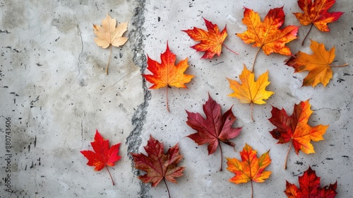 Vibrant fall maple leaves on neutral backdrop Seasonal theme thanksgiving idea Artistic arrangement from above empty area photo