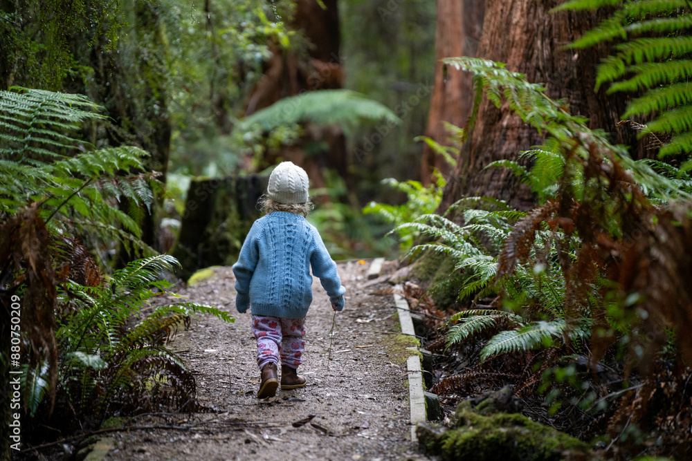toddler hiking in the forest in winter wearing a beanie, walking on a trail in the australian bush. child exploring in nature and studying the environment and learning while exploring toddler hiking in the forest in winter wearing a beanie, walking on a trail in the australian bush. child exploring in nature and studying the environment and learning while exploring