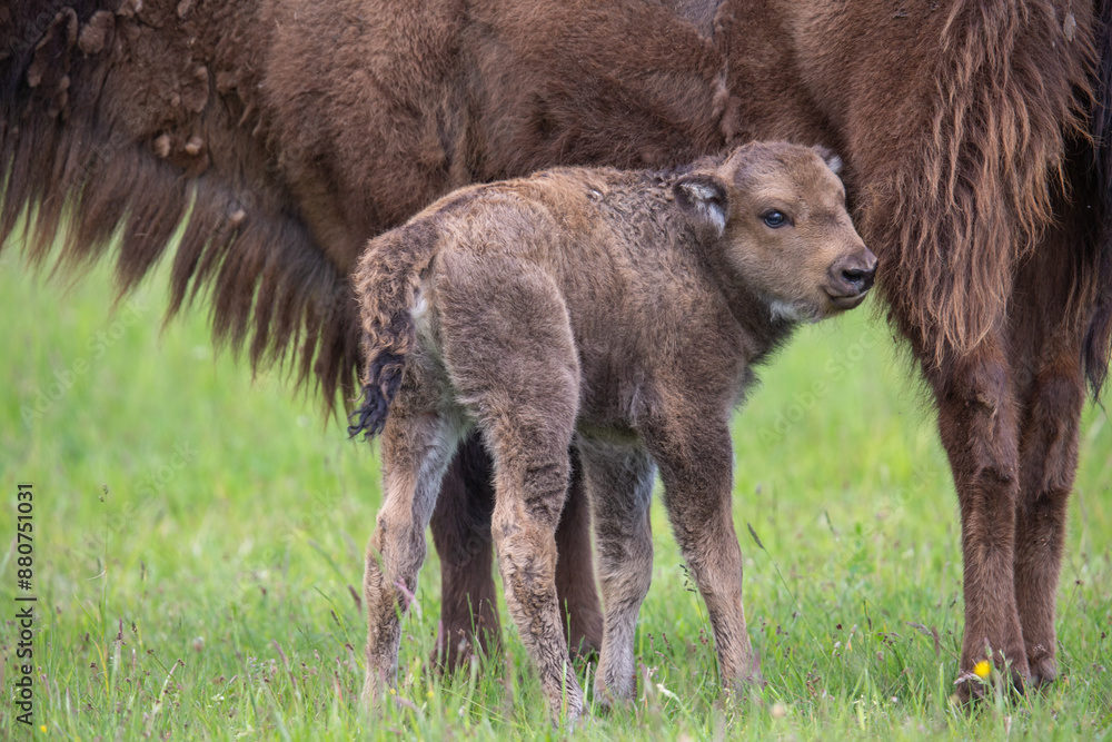 Fototapeta premium Wisent im Wildpark Schorfheide
