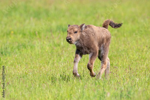 Wisent im Wildpark Schorfheide photo