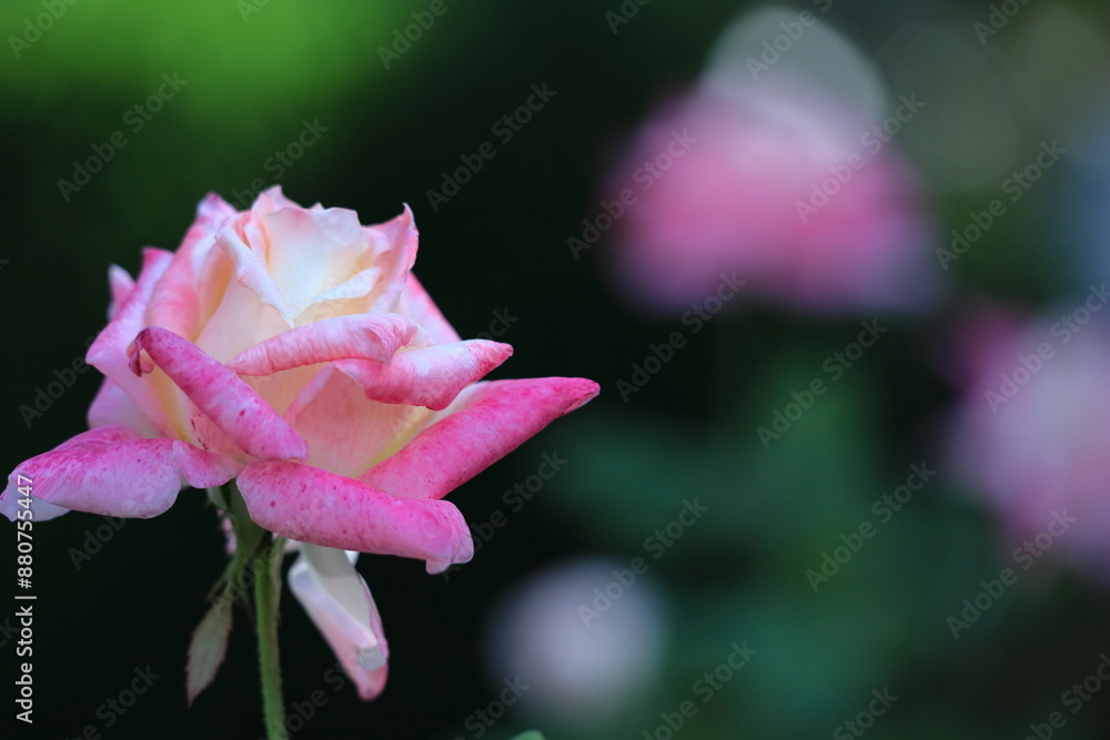 花の女王 花の女王