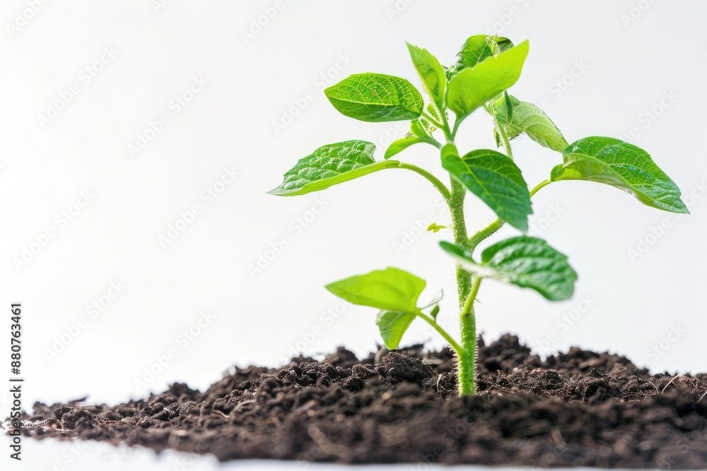 Young Plant: Green Pomegranate Seedling Growing in Isolated White Background Young Plant: Green Pomegranate Seedling Growing in Isolated White Background