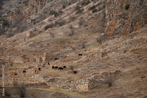 Horse herd grazing in Cherek gorge, Kabardino-Balkarian Republic, Russia photo