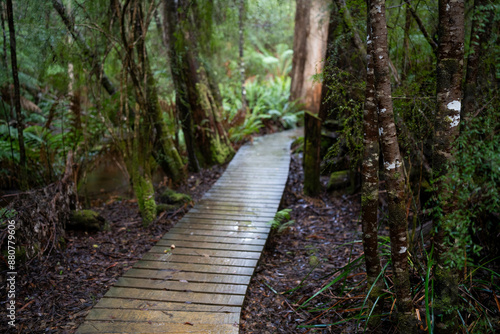 toddler hiking in the forest in winter wearing a beanie, walking on a trail in the australian bush. child exploring in nature and studying the environment and learning while exploring