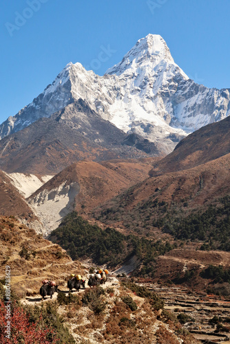 Bild auf Leinwand Yaks carrying goods on the trail between Tengboche, Tangboche and Pangboche in f