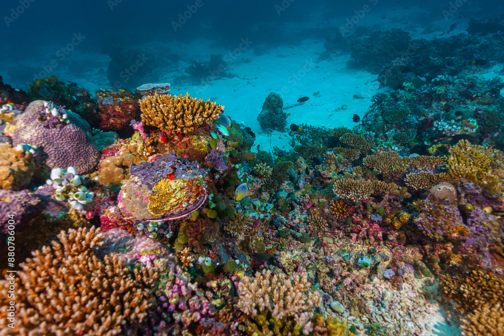 Naklejka premium Maldives 2023