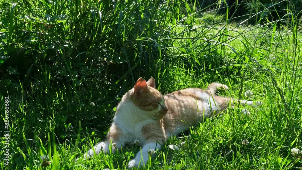 A ginger cat rests in the shade of a garden on green grass on a hot summer day. A ginger cat rests in the shade of a garden on green grass on a hot summer day.