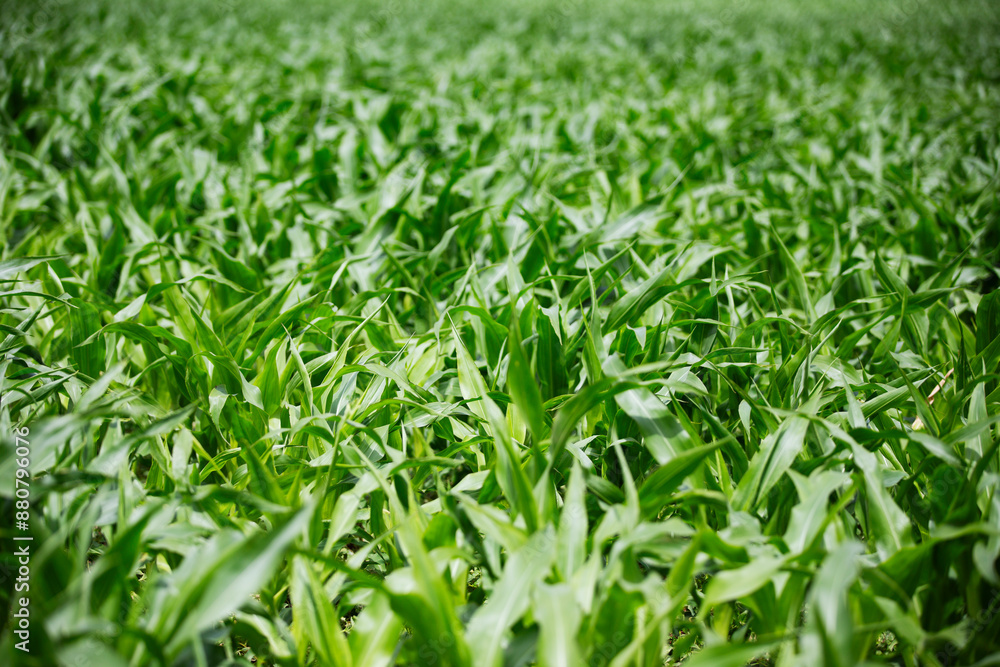 Farmland of green crops before harvest taken with a narrow depth of field Farmland of green crops before harvest taken with a narrow depth of field
