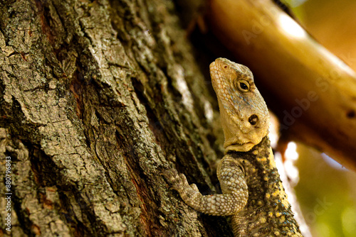 lizard on a tree