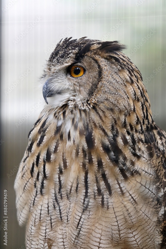 Fototapeta premium 横向きのワシミミズクのポートレート