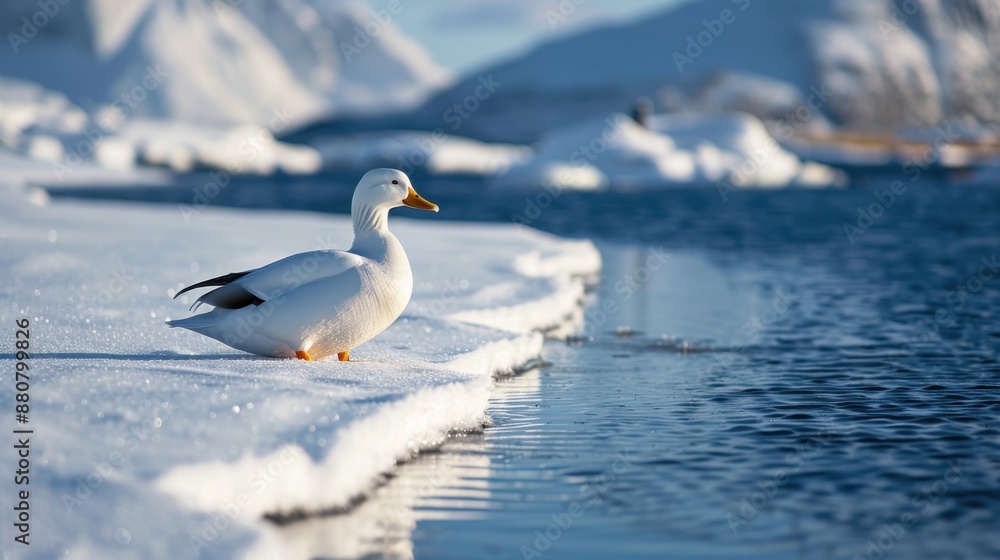 A meticulously sculpted snow duck perched gracefully on an untouched snowy landscape, with gentle shadows accentuating its curves and features A meticulously sculpted snow duck perched gracefully on an untouched snowy landscape, with gentle shadows accentuating its curves and features