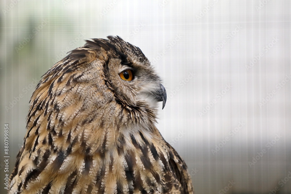 ワシミミズクの横顔のアップ ワシミミズクの横顔のアップ