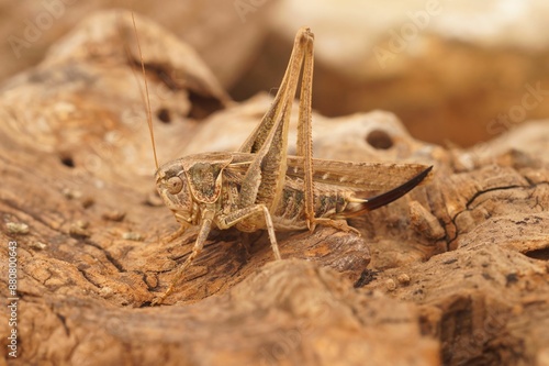 Closeup on a European Tuberous Grey Bush-cricket , Platycleis affinis from the Gard, France photo