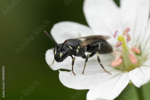 Fényképezés Closeup on a small female European hyaline spatulate masked bee, Hylaeus hyalina