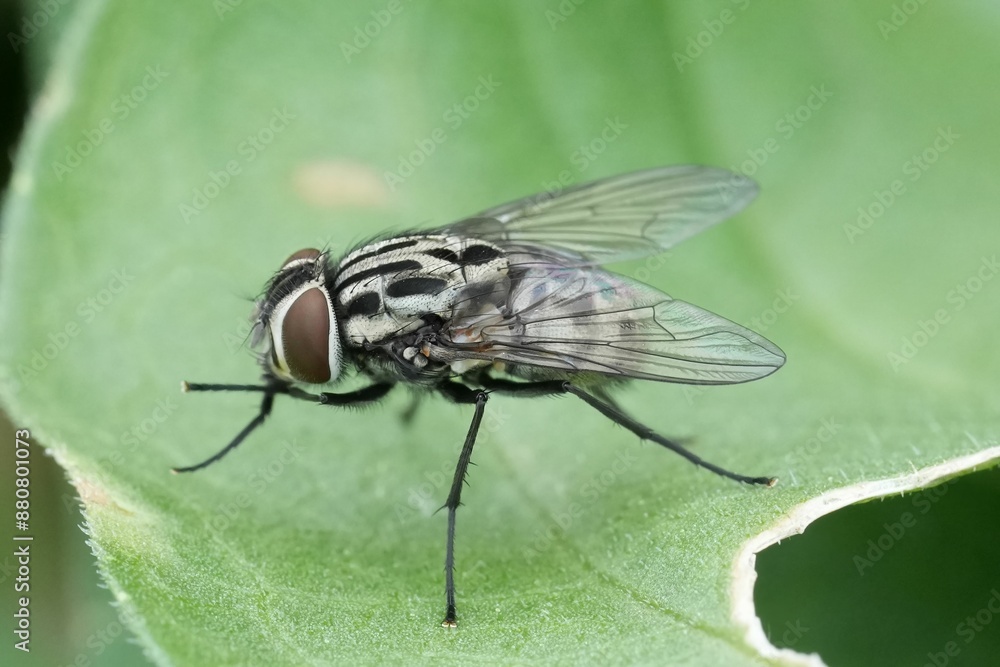 Detailed closeup on the European Graphomya maculata fly, sitting on a green leaf Detailed closeup on the European Graphomya maculata fly, sitting on a green leaf