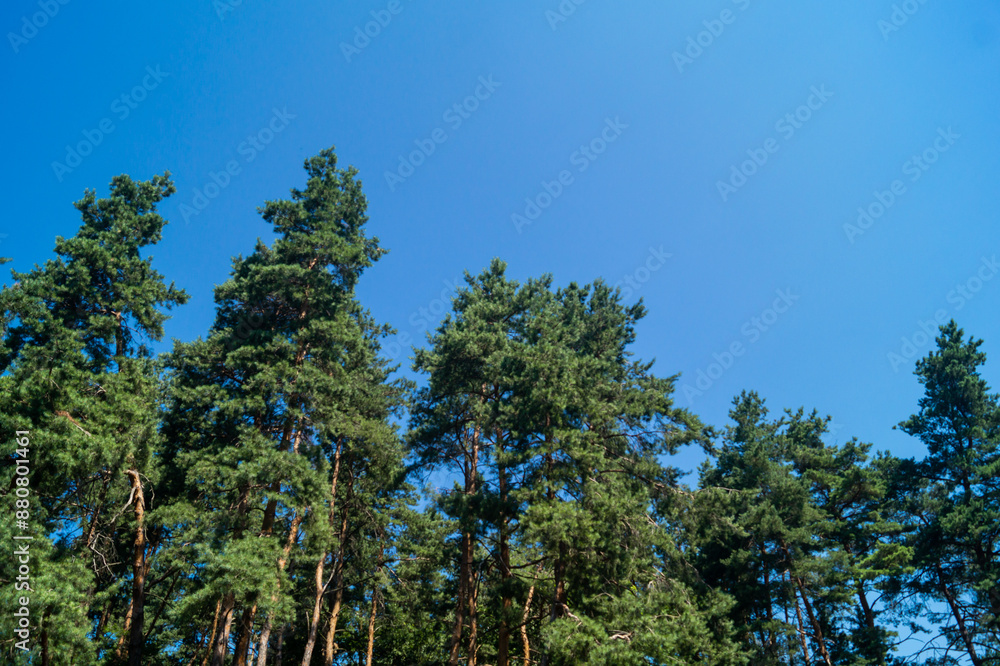 Tall pine trees on the background of the blue sky. The tops of pine trees Tall pine trees on the background of the blue sky. The tops of pine trees