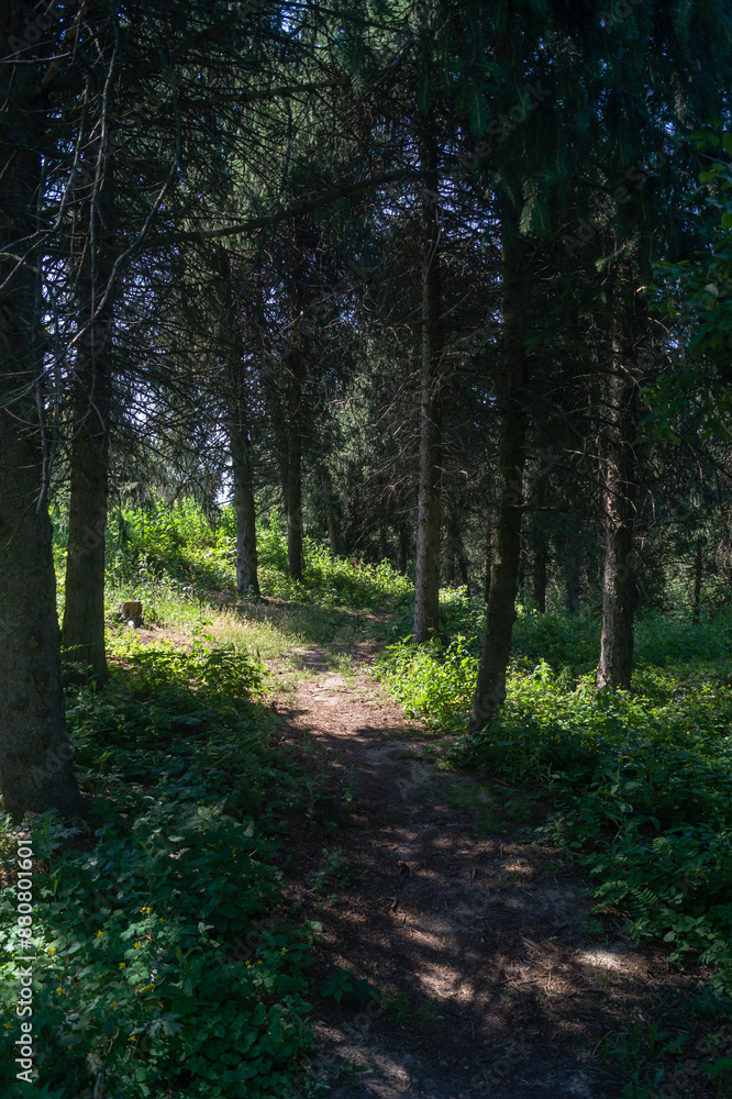 A path in the forest among conifers. The light falls on the path in the forest among the trees A path in the forest among conifers. The light falls on the path in the forest among the trees