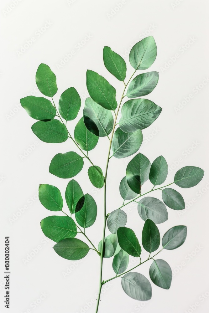 Obraz premium A close-up view of a plant with green leaves, ideal for use in still life photography or as a decorative element