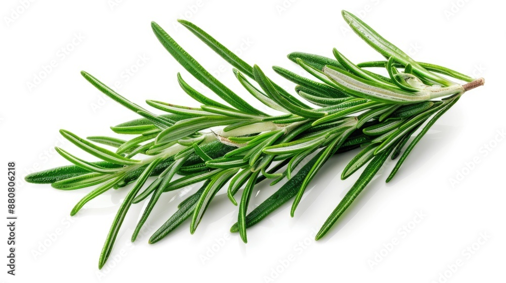 A single sprig of rosemary on a clean white background, perfect for use in food photography or as a decorative element A single sprig of rosemary on a clean white background, perfect for use in food photography or as a decorative element