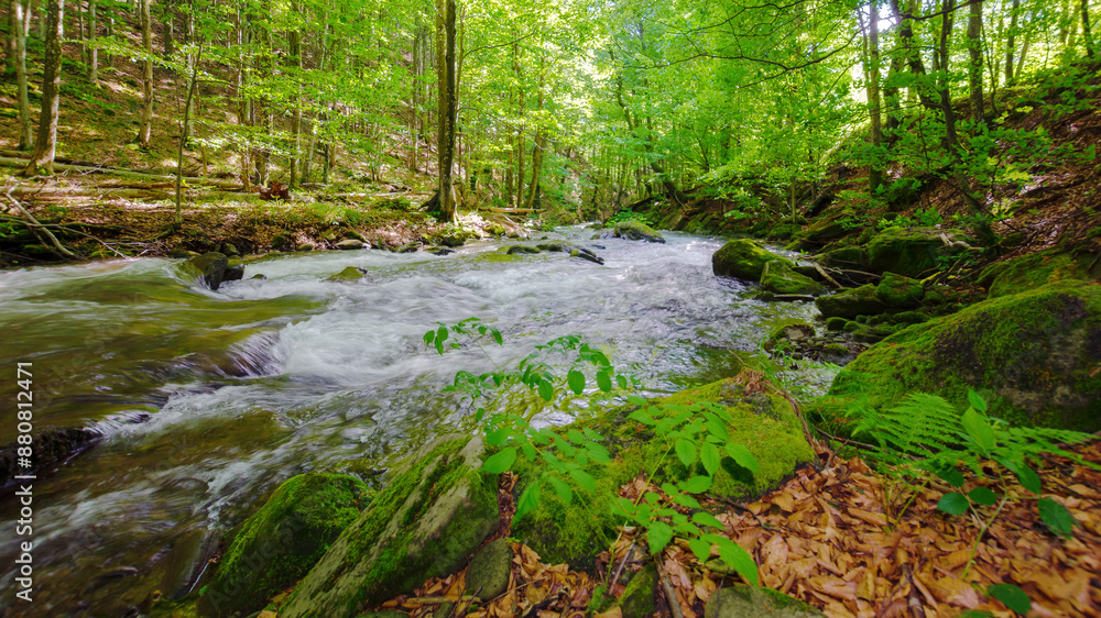 water stream in the beech forest. rapid river flow in spring season water stream in the beech forest. rapid river flow in spring season