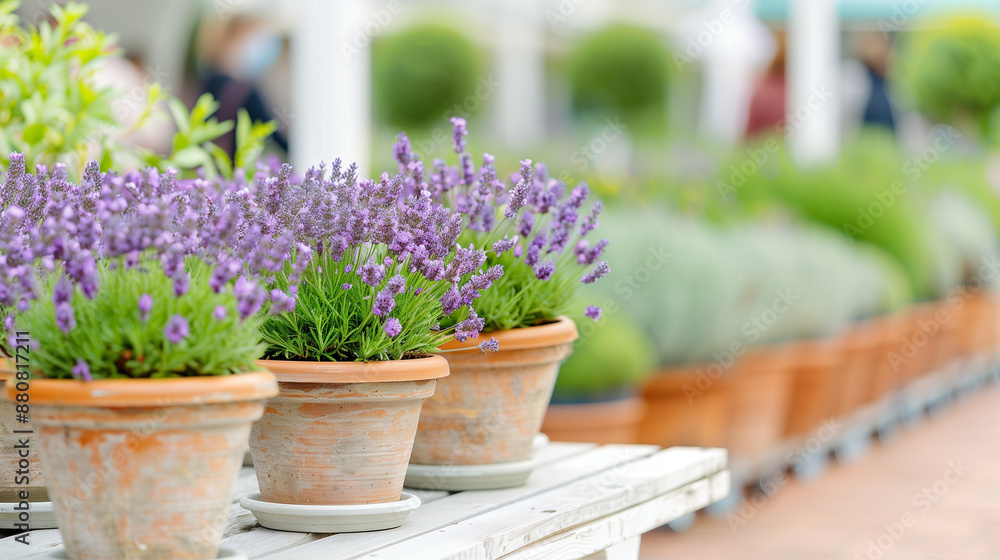 Discover the Beauty of Potted Lavender Flowers in Terracotta Pots. Enhance Your Garden with Aromatic Plants and Seasonal Decorations Discover the Beauty of Potted Lavender Flowers in Terracotta Pots. Enhance Your Garden with Aromatic Plants and Seasonal Decorations