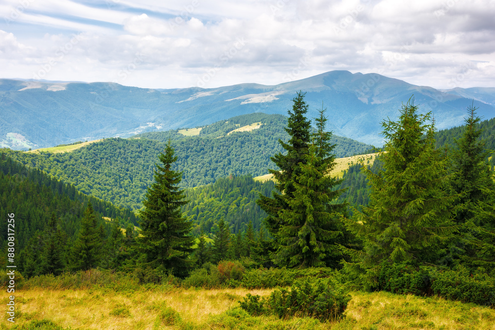 spruce trees on the grassy gill. green summer landscape of carpathian mountains. coniferous forest. clouds above the distant svydovets ridge spruce trees on the grassy gill. green summer landscape of carpathian mountains. coniferous forest. clouds above the distant svydovets ridge