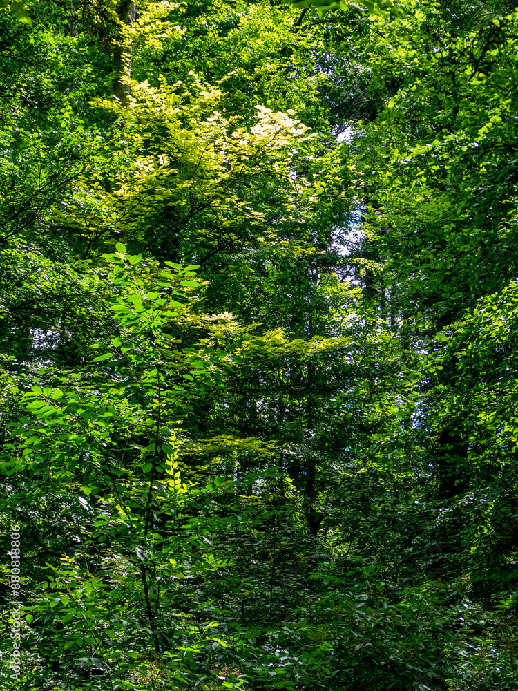 Sonnenlicht im Baum Sonnenlicht im Baum