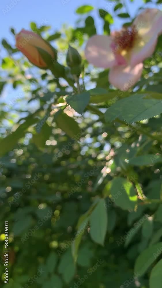 Coral rose flowers grows on a bush against the background of garden. Background. Is illuminated by the golden evening sun. Close view. For video presentation, advertising. Summer vibes. vertical Coral rose flowers grows on a bush against the background of garden. Background. Is illuminated by the golden evening sun. Close view. For video presentation, advertising. Summer vibes. vertical