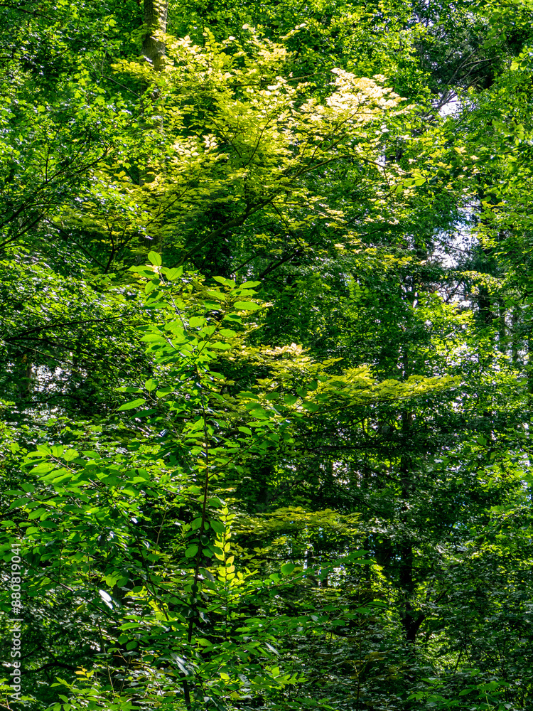 Fototapeta premium Sonnenlicht im Baum