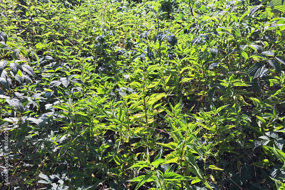 Sunlit nettle field glowing in the summer light. Vibrant green foliage thriving under the warm sun. Natural landscape showcasing wild herbal growth. Sunlit nettle field glowing in the summer light. Vibrant green foliage thriving under the warm sun. Natural landscape showcasing wild herbal growth.